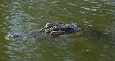 The amazing story of Reggie, L.A.'s celebrity alligator - Los Angeles Times