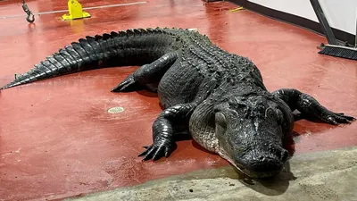 Scientists Discover New Species of Ancient Alligator