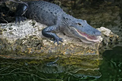 Brooklyn News: Alligator Found in Prospect Park – NBC New York