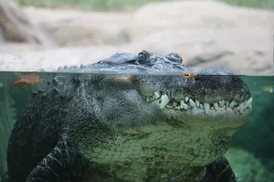 American Alligator Portrait (Alligator mississippiensis) | Flickr