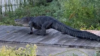 Alligator found in Wisconsin at Long Lake in Fond du Lac County