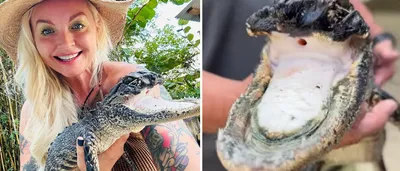 British tourists get full Florida experience when they come face-to-face  with giant alligator