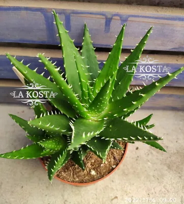 Алоэ древовидное (Aloe arborescens) - PictureThis