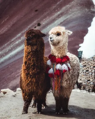 Альпаки — стоковые фотографии и другие картинки Альпака - Альпака, Лама -  животное, Животное - iStock