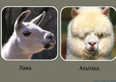 Альпака парк (ферма) в Москве в Крылатском | Alpaca Park