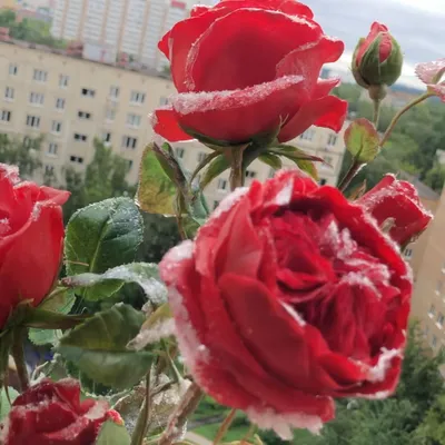 Алые розы 🌹 🌿 Для Свето'ч Зар'…» — создано в Шедевруме