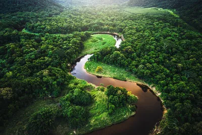 Природа амазонки (60 фото) - 60 фото