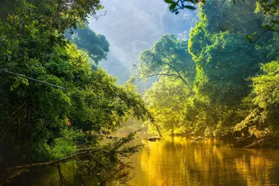 Река Амазонка (69 фото) - 69 фото