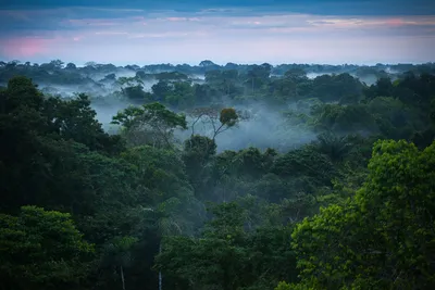 Природа амазонки (60 фото) - 60 фото