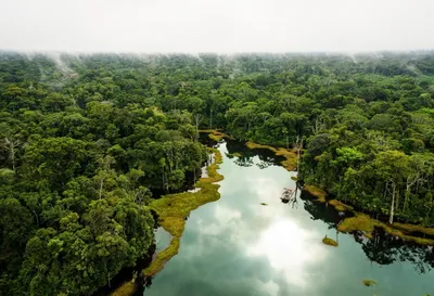Дерево джунглей Амазонки стоковое фото. изображение насчитывающей  экосистема - 39694764