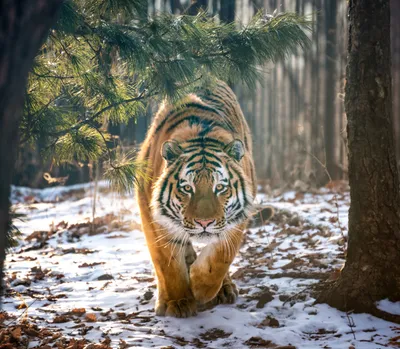 Приморье. Амурский тигр.. Фотограф Андрей Грачев