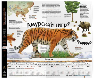 Зверь из тайги: чем уникален амурский тигр | Фотогалереи | Известия