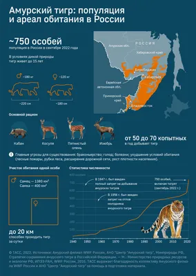 Детский музейный центр - #Интересныефактыоживотных 🐅 Краснокнижный амурский  тигр, или уссурийский тигр (лат. Panthera tigris tigris или Panthera tigris  altaica) обитает в охраняемой зоне на юго-востоке России и на  северо-востоке Китая. Относится