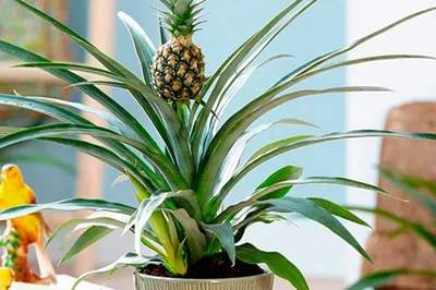 Как вырастить ананас в домашних условиях – результаты укоренения и  возможные ошибки | Сад и огород / 1ogorod.ru | Дзен
