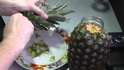 Как же вырастить ананас в домашних условиях | Растения для дома и дачи |  Дзен