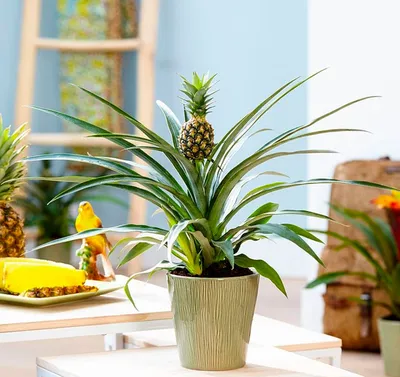 Стеклянный ананас: украшение дома или офиса?» — создано в Шедевруме