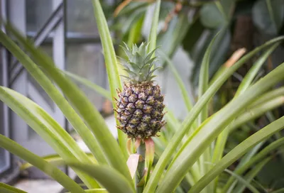 Как вырастить ананас дома? | BioBan Online | Дзен