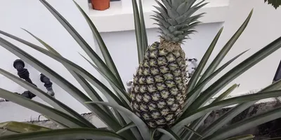 Как вырастить ананас в домашних условиях: пошаговая инструкция - Лайфхакер