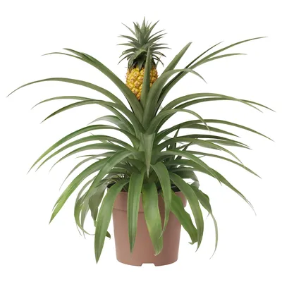 🍍Ананасовый рай: выращиваем ананас дома» — создано в Шедевруме