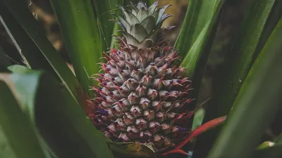 Авокадо, ананас, банан и другие деревья, которые можно вырастить дома |  myDecor