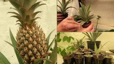 Выращиваем ананас дома – это под силу каждому белорусу | Tochka.by | Дзен