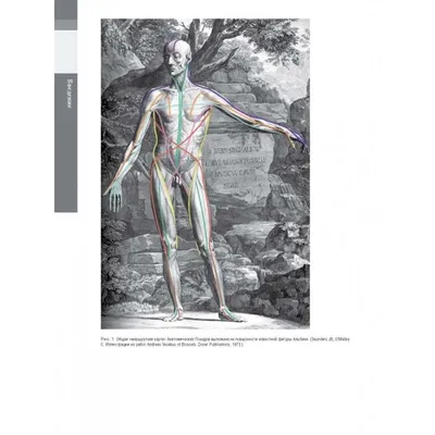 Иллюстрация 19 из 42 для Анатомические поезда - Томас Майерс | Лабиринт -  книги. Источник: Лабиринт