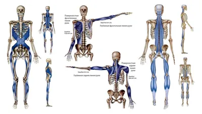 Картинки по запросу Анатомические поезда | Anatomy, Body, Medicine