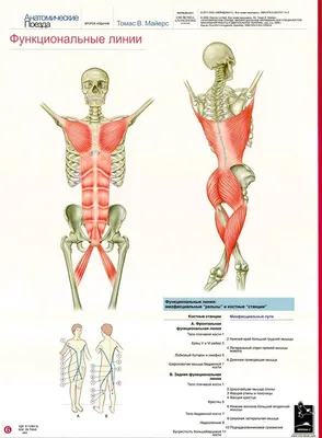мышцы и фасции - Страница 4 - Arhum.ru - Forums | Поезд, Мышечная система,  Мышцы