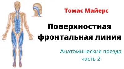 Анатомические поезда Томаса Майерса | ВКонтакте