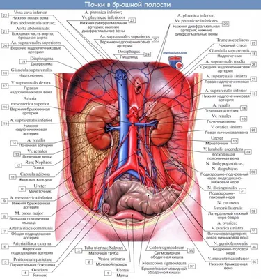 Анатомия Брюшной Полости Человека С Ангиопластикой — стоковые фотографии и  другие картинки Ангиопластика - Ангиопластика, Артерия, Атеросклероз -  iStock