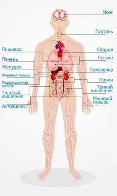 Как Расположены Внутренние Органы? Анатомия Человека + Картинки | Анатомия, Анатомия  человека, Человек