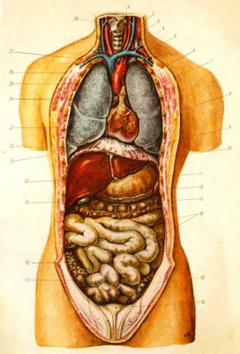 Внутренние органы брюшной полости женщины картинки