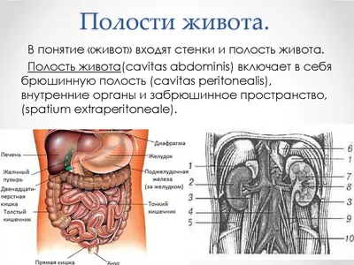 голограмма внутренних органов человека и тела красивой молодой девушки.  внутренние органы сканирование брюшной полости завершено Стоковое  Изображение - изображение насчитывающей внутренн, проверка: 218227347