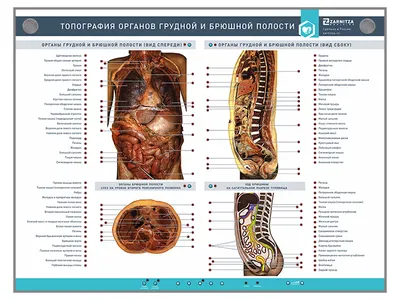 Картинки расположение органов человека (53 фото) - 53 фото