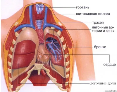 Сердце человека: где находится, как выглядит и работает, почему может болеть