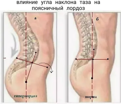 Картинки расположение органов человека (53 фото) - 53 фото