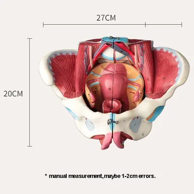 Cтроение человека: внутренние органы, фото с надписями | Анатомия,  Медицина, Анатомия человека