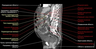 Человеческий внутренний орган брюшной полости цифры изолированной модели  кишечника кишечника на белом фоне Стоковое Фото - изображение насчитывающей  плохонько, внутренн: 181521992