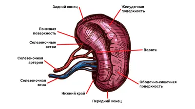 Где находятся придатки у женщин (фото), аднексит – что это такое, чем лечить