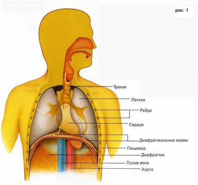 Брюшная и тазовая полости : нормальная анатомия | e-Anatomy