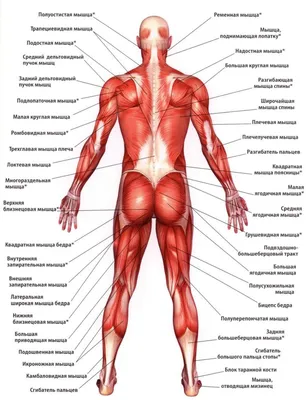 Анатомия человека в картинках мышцы фотографии