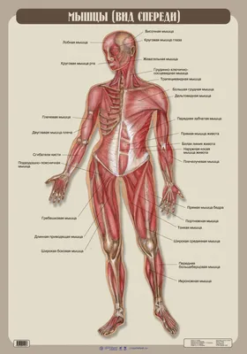 Мышцы человека: анатомия, строение, функции – Российский учебник