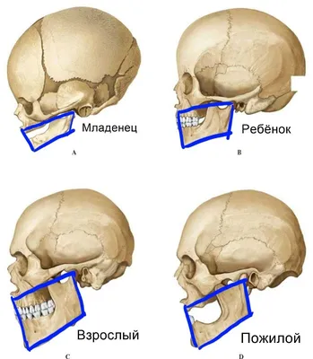 МЫШЦЫ | Энциклопедия Кругосвет