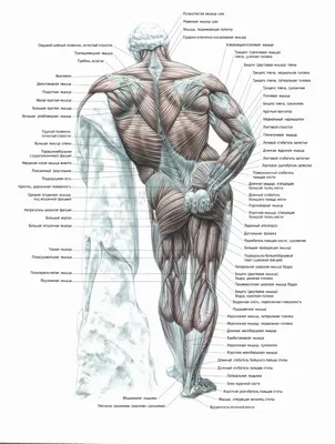 Мужчины Мышцы Анатомия — стоковые фотографии и другие картинки Анатомия -  Анатомия, Мышца, Мышца человека - iStock