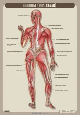 Мышцы человека: анатомия, строение, функции – Российский учебник