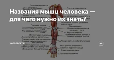 анатомия человека мышцы для художников: 13 тыс изображений найдено в Яндекс. Картинках | Arte de anatomía humana, Arte de anatomía, Anatomia brazo