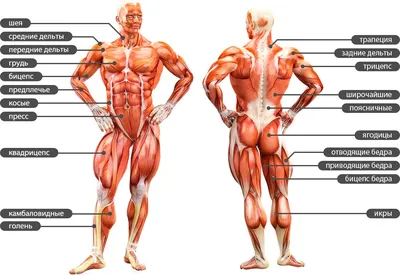 Анатомия мышц человека (бодибилдера): в картинках подробно | Мышцы, Анатомия,  Упражнения