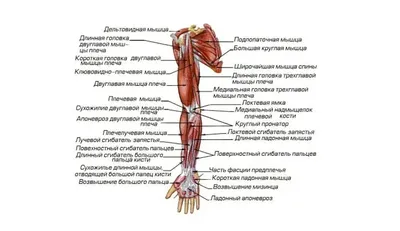 Названия мышц человека — для чего нужно их знать? | Gym-sport.ru | Дзен