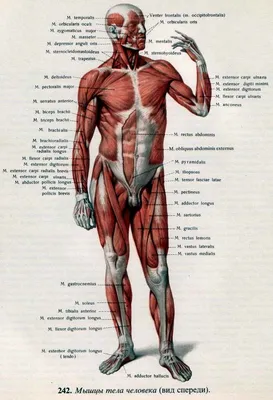 Athletic Club Arni - Анатомический атлас человека