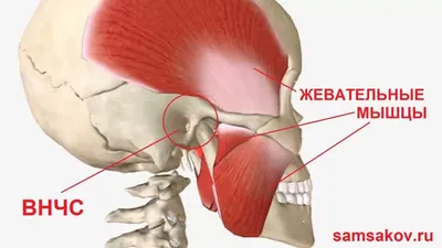 Купить Мышечная система анатомический плакат мышцы анатомия человека схема Анатомия  человека медицинский плакат больница настенное искусство украшение коридора  | Joom